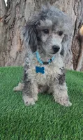 Blue, a male Poodle - Toy  for sale in Indianapolis, IN – Photo 2 of 4
