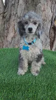 Blue, a male Poodle - Toy  for sale in Indianapolis, IN – Photo 1 of 4