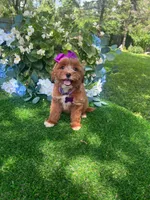 Dutchess, a female Miniature Goldendoodle for sale in Indianapolis, IN – 2 of 5