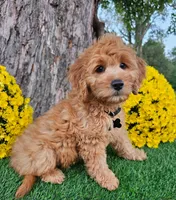 Benny, a male Goldendoodle and Miniature Goldendoodle for sale in Indianapolis, IN – 3 of 3