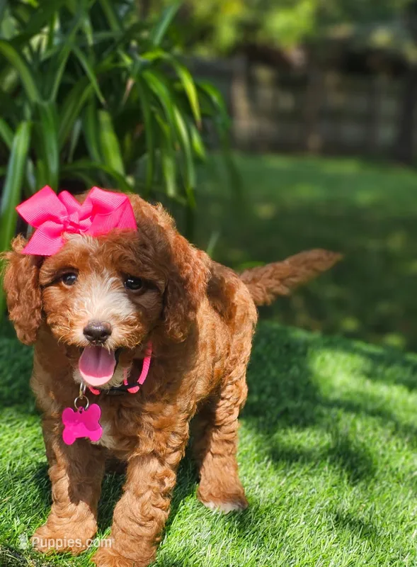 Dutchess (micro) – Miniature Goldendoodle puppy for sale in Indianapolis, IN