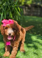 Dutchess (micro), a female Miniature Goldendoodle for sale in Indianapolis, IN – 1 of 2