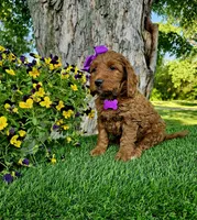 Gabby (miniature), a female Goldendoodle and Miniature Goldendoodle for sale in Indianapolis, IN – 7 of 10