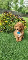 Perry, a male Goldendoodle and Miniature Goldendoodle for sale in Indianapolis, IN – 4 of 9