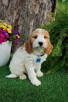 Odie (miniature), a male Goldendoodle and Miniature Goldendoodle for sale in Indianapolis, IN – 4 of 5