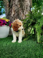 Odie (miniature), a male Goldendoodle and Miniature Goldendoodle for sale in Indianapolis, IN – 3 of 5