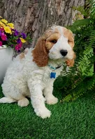 Odie (miniature), a male Goldendoodle and Miniature Goldendoodle for sale in Indianapolis, IN – 5 of 5