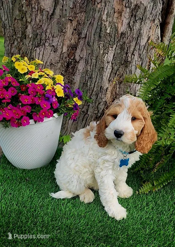 Odie (miniature) – Goldendoodle, Miniature Goldendoodle puppy for sale in Indianapolis, IN