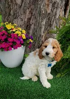 Odie (miniature), a male Goldendoodle and Miniature Goldendoodle for sale in Indianapolis, IN – 1 of 5