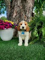 Odie (miniature), a male Goldendoodle and Miniature Goldendoodle for sale in Indianapolis, IN – 2 of 5