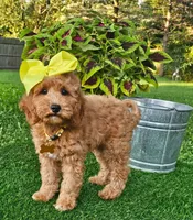 Dutchess (miniature), a female Miniature Goldendoodle for sale in Indianapolis, IN – 5 of 6