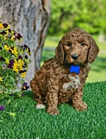 Brody (miniature), a male Goldendoodle and Miniature Goldendoodle for sale in Indianapolis, IN – 2 of 4