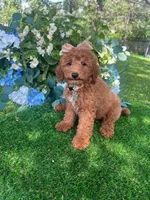 Savannah, a female Goldendoodle for sale in Indianapolis, IN – 4 of 4