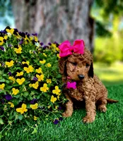Betsy (miniature), a female Goldendoodle for sale in Indianapolis, IN – 5 of 6