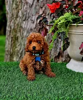 Rhett, a male Poodle - Toy  for sale in Indianapolis, IN – 2 of 8