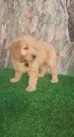 Cyrus (miniature), a male Goldendoodle and Miniature Goldendoodle for sale in Indianapolis, IN – Photo 5 of 6