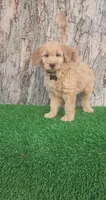 Cyrus (miniature), a male Goldendoodle and Miniature Goldendoodle for sale in Indianapolis, IN – Photo 4 of 6