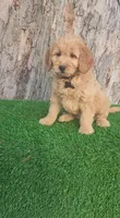 Cyrus (miniature), a male Goldendoodle and Miniature Goldendoodle for sale in Indianapolis, IN – Photo 6 of 6