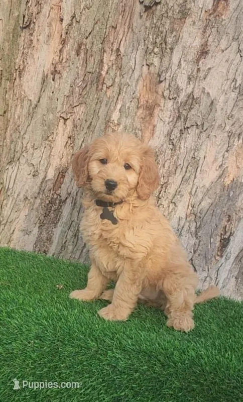 Cyrus (miniature) – Goldendoodle, Miniature Goldendoodle puppy for sale in Indianapolis, IN