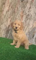 Cyrus (miniature), a male Goldendoodle and Miniature Goldendoodle for sale in Indianapolis, IN – Photo 1 of 6