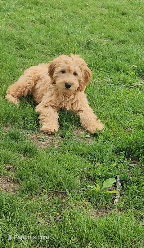 Cyrus (miniature) – Goldendoodle, Miniature Goldendoodle puppy for sale in Indianapolis, IN