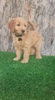 Cyrus (miniature), a male Goldendoodle and Miniature Goldendoodle for sale in Indianapolis, IN – Photo 2 of 6