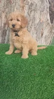 Cyrus (miniature), a male Goldendoodle and Miniature Goldendoodle for sale in Indianapolis, IN – Photo 3 of 6