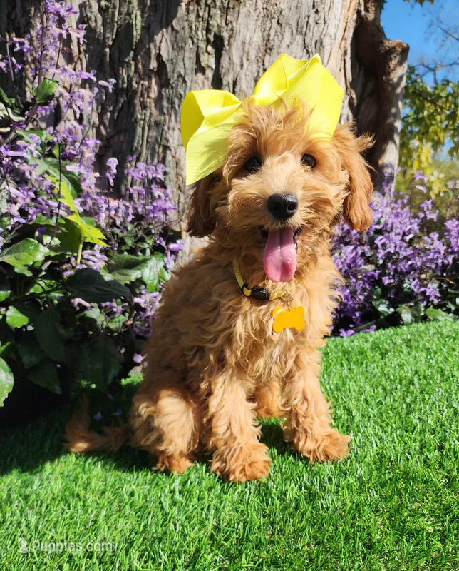 Savannah – Goldendoodle, Miniature Goldendoodle puppy for sale in Indianapolis, IN