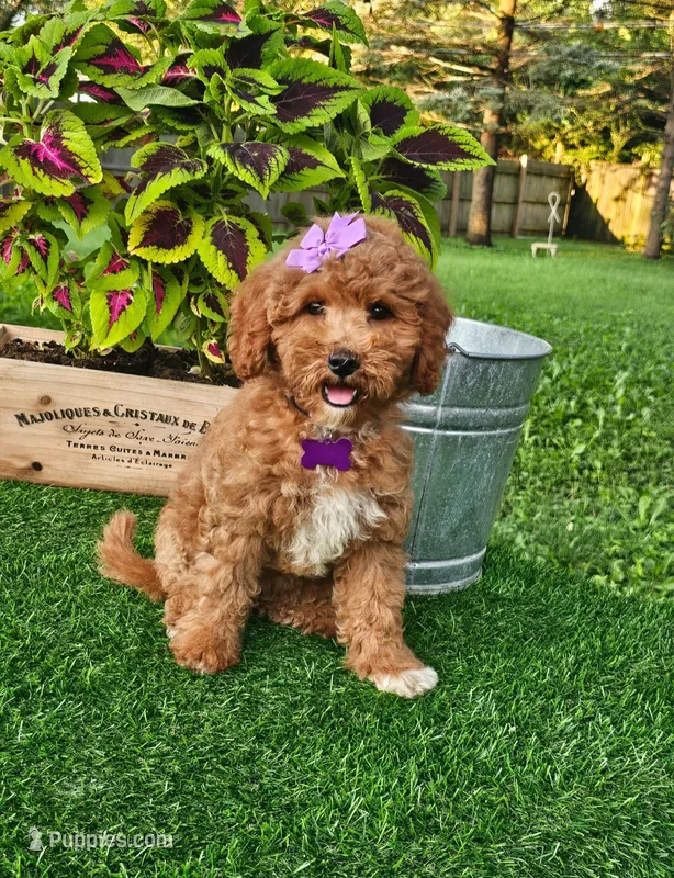 Elsie (miniature) – Miniature Goldendoodle puppy for sale in Indianapolis, IN
