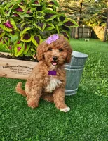 Elsie (miniature), a female Miniature Goldendoodle for sale in Indianapolis, IN – 1 of 8