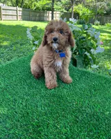 Perry (miniature), a male Goldendoodle and Miniature Goldendoodle for sale in Indianapolis, IN – 4 of 6