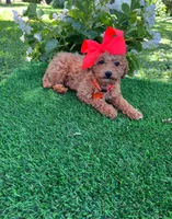 Dutchess  (micro mini), a female Goldendoodle and Miniature Goldendoodle for sale in Indianapolis, IN – 6 of 6