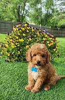 Perry, a male Goldendoodle and Miniature Goldendoodle for sale in Indianapolis, IN – 5 of 9