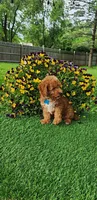 Perry, a male Goldendoodle and Miniature Goldendoodle for sale in Indianapolis, IN – 2 of 9