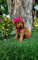 Betsy (miniature), a female Goldendoodle for sale in Indianapolis, IN – 3 of 6