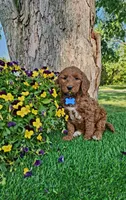 Brody (miniature), a male Goldendoodle and Miniature Goldendoodle for sale in Indianapolis, IN – 3 of 4