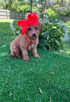 Dutchess  (micro mini), a female Goldendoodle and Miniature Goldendoodle for sale in Indianapolis, IN – 5 of 6