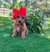 Dutchess  (micro mini), a female Goldendoodle and Miniature Goldendoodle for sale in Indianapolis, IN – 3 of 6