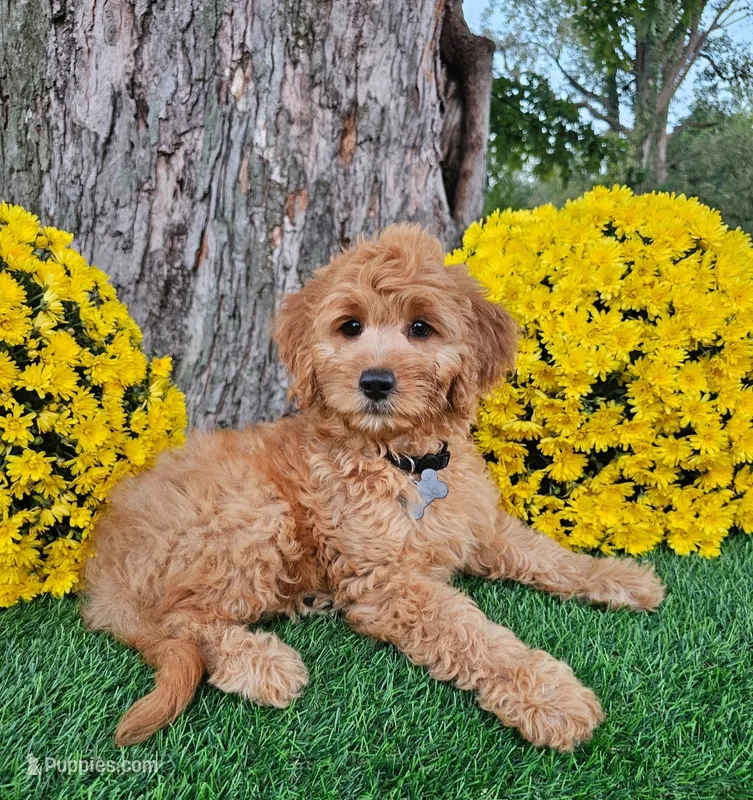 Benny – Goldendoodle, Miniature Goldendoodle puppy for sale in Indianapolis, IN