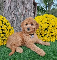 Benny, a male Goldendoodle and Miniature Goldendoodle for sale in Indianapolis, IN – 1 of 3