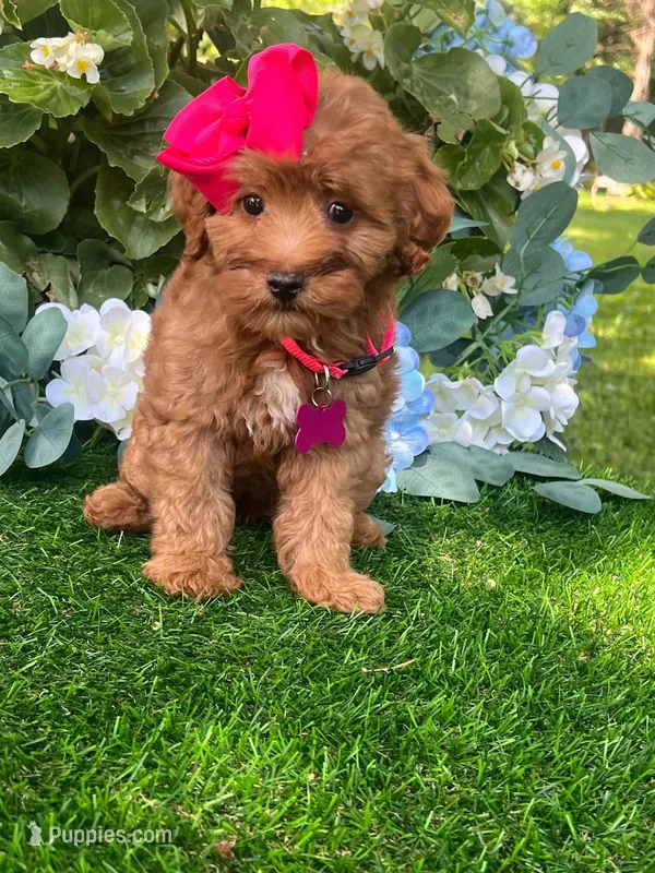Ella (micro) – Goldendoodle, Miniature Goldendoodle puppy for sale in Indianapolis, IN