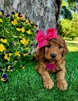 Betsy (miniature), a female Goldendoodle for sale in Indianapolis, IN – 6 of 6