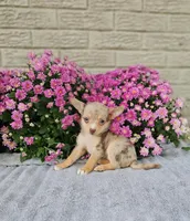 Tiny Dyna, a female Chihuahua for sale in Indianapolis, IN – Photo 1 of 3