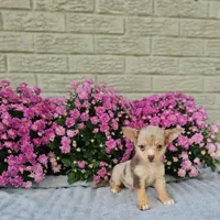 Tiny Dyna, a female Chihuahua for sale in Indianapolis, IN – Photo 3 of 3