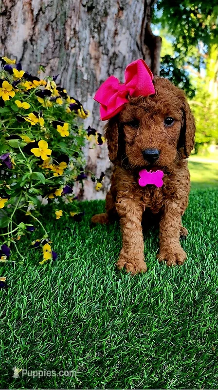 Betsy (miniature) – Goldendoodle puppy for sale in Indianapolis, IN