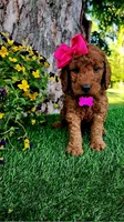 Betsy (miniature), a female Goldendoodle for sale in Indianapolis, IN – 1 of 6