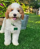 Griffin, a male Goldendoodle for sale in Indianapolis, IN – 2 of 5