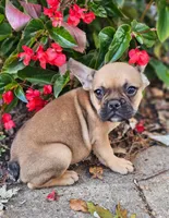 Prince, a male Frenchton for sale in Indianapolis, IN – Photo 2 of 2