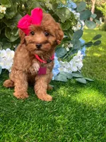 Ella (micro), a female Goldendoodle and Miniature Goldendoodle for sale in Indianapolis, IN – 3 of 5