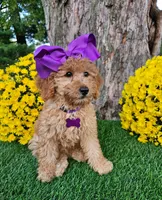 Harper, a female Goldendoodle and Miniature Goldendoodle for sale in Indianapolis, IN – 2 of 6